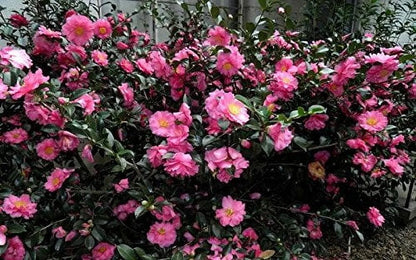Camellia Sasanqua Shi-Shi I 3 Extra Large 3 Gallon Plants  Pink Flowering Live Plant for Outdoor & Indoor Gardens, Compact Elegant Flowering Shrub for Vibrant Landscaping
