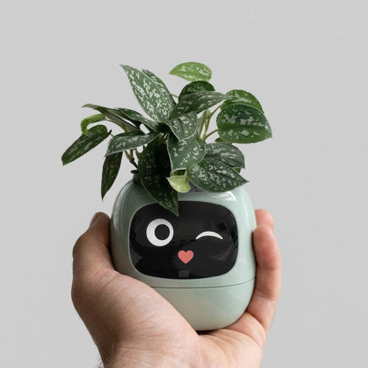 A hand holding a small potted plant in a round, mint green planter with a black face graphic and a small red heart on the front, against a plain light gray background.
