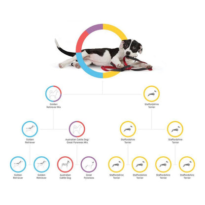 Embark Dog DNA Test, Breed Identification Kit