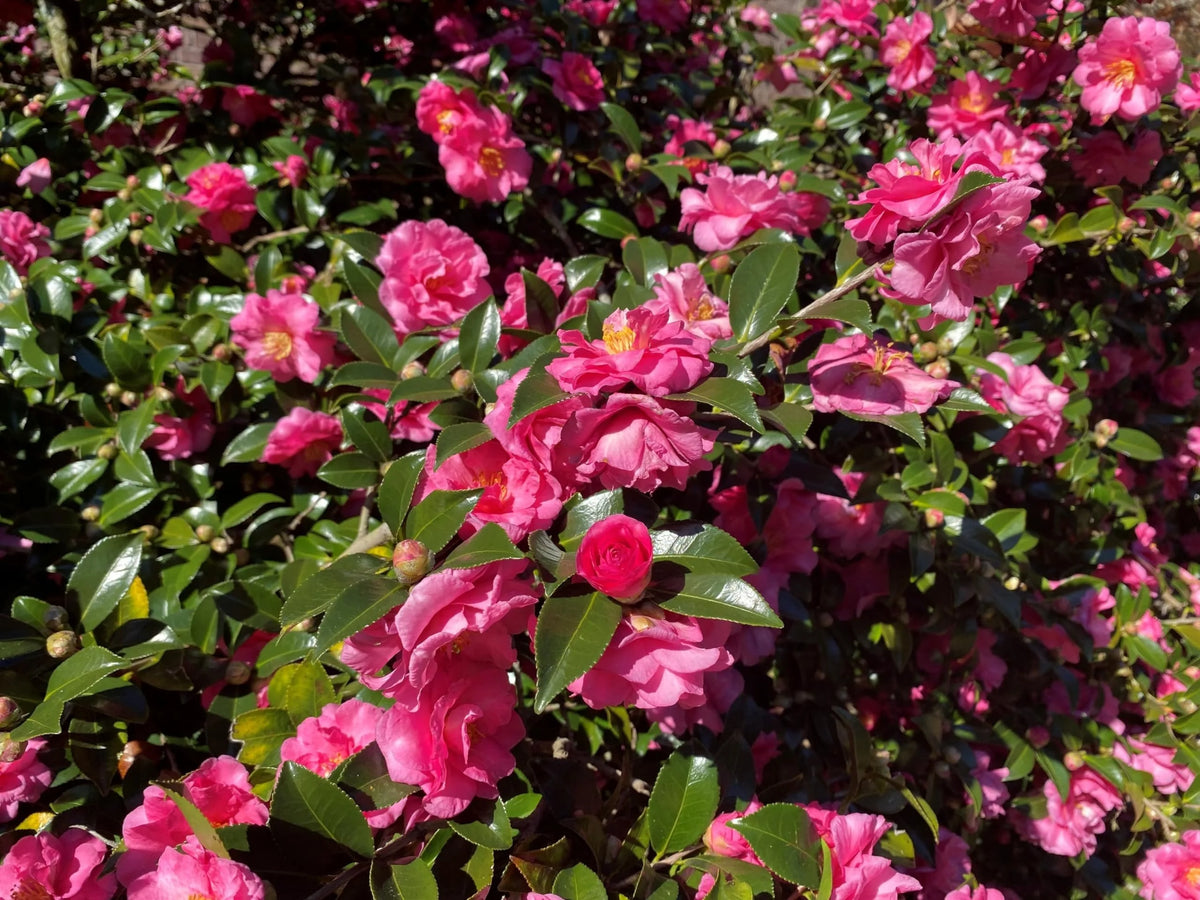 Camellia Sasanqua Shi-Shi I 3 Extra Large 3 Gallon Plants  Pink Flowering Live Plant for Outdoor & Indoor Gardens, Compact Elegant Flowering Shrub for Vibrant Landscaping