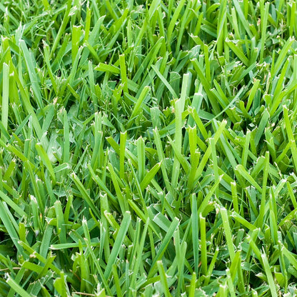 St. Augustine 500 sq. ft. Sod Pallet