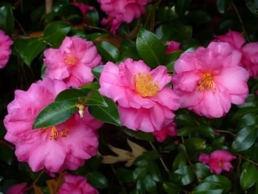 Camellia Sasanqua Shi-Shi I 3 Extra Large 3 Gallon Plants  Pink Flowering Live Plant for Outdoor & Indoor Gardens, Compact Elegant Flowering Shrub for Vibrant Landscaping