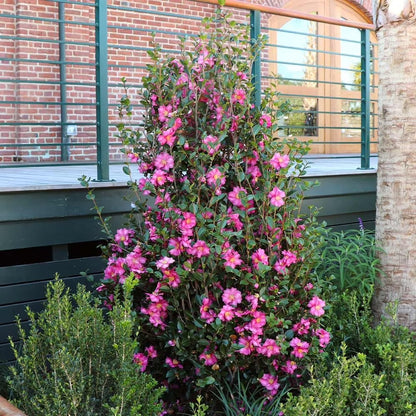 Camellia Sasanqua Shi-Shi I 3 Extra Large 3 Gallon Plants  Pink Flowering Live Plant for Outdoor & Indoor Gardens, Compact Elegant Flowering Shrub for Vibrant Landscaping