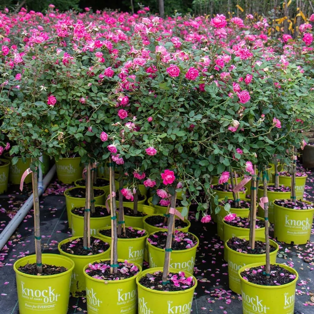 Brighter Blooms - Pink Knock Out Rose Tree, 3-4 ft. - No Shipping To AZ