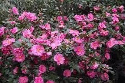 Camellia Sasanqua Shi-Shi I 3 Extra Large 3 Gallon Plants  Pink Flowering Live Plant for Outdoor & Indoor Gardens, Compact Elegant Flowering Shrub for Vibrant Landscaping